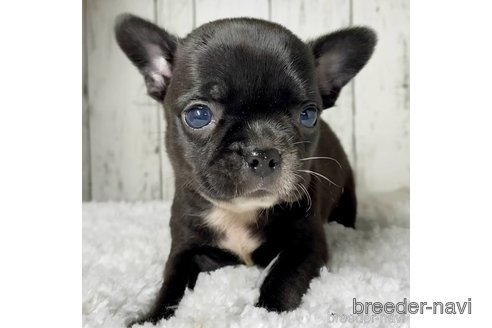 成約済の茨城県のミックス犬-317756の6枚目